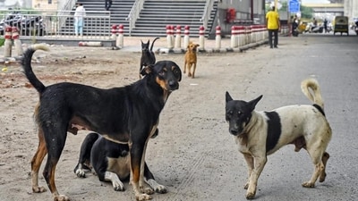 The Supreme Court on Monday gave an 8-week deadline to clear Delhi-NCR streets of stray dogs. (HT_PRINT) The Supreme Court on Monday gave an 8-week deadline to clear Delhi-NCR streets of stray dogs. (HT_PRINT)