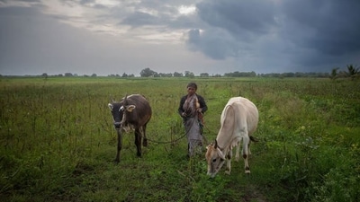 For nearly three decades it has been the world’s biggest producer and is now the source of about a quarter of the global total. (Photograph: Getty Images)