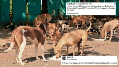 The Supreme Court has ordered the relocation of all strays to shelter homes within eight weeks. (Photo: photo: shutterstock (for representational purpose only)) The Supreme Court has ordered the relocation of all strays to shelter homes within eight weeks. (Photo: photo: shutterstock (for representational purpose only))