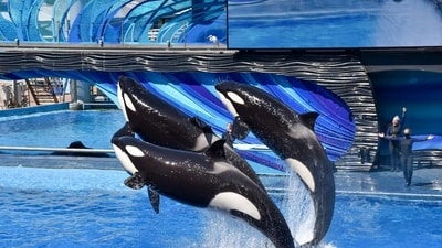 While there are numerous cases where orcas have injured their trainers, there are a few times when there have been fatalities. Image for representation (Unsplash) While there are numerous cases where orcas have injured their trainers, there are a few times when there have been fatalities. Image for representation (Unsplash)