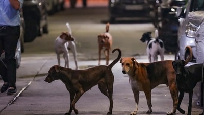 The Supreme Court's order on Monday to remove all stray dogs from the capital has led to strong objections from several groups. (PTI) The Supreme Court's order on Monday to remove all stray dogs from the capital has led to strong objections from several groups. (PTI)