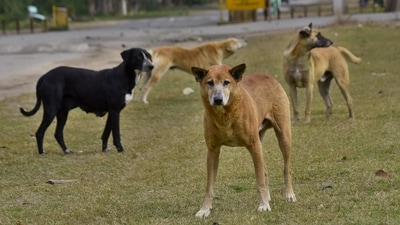 The Supreme Court does not seem to have thought of how much space will be needed, nor indeed, how much it is going to take to feed these dogs. (Gurpreet Singh/HT file photo)