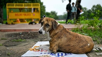 Supreme Court on August 11 ordered the removal of tens of thousands of stray dogs from Delhi-NCR, citing public safety concerns (AFP) Supreme Court on August 11 ordered the removal of tens of thousands of stray dogs from Delhi-NCR, citing public safety concerns (AFP)