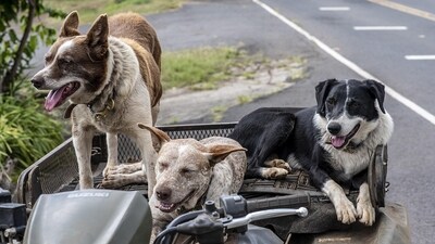 Several individuals and groups, including Residents' Welfare Association (RWAs), have welcomed the SC order on stray dogs. (Pixabay/Representative) Several individuals and groups, including Residents' Welfare Association (RWAs), have welcomed the SC order on stray dogs. (Pixabay/Representative)