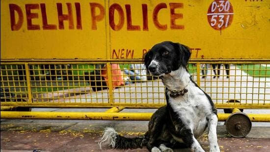 Animal rights activists, rescuers and dog lovers gathered at the India Gate in large numbers to protest against the SC order. (AFP photo)
