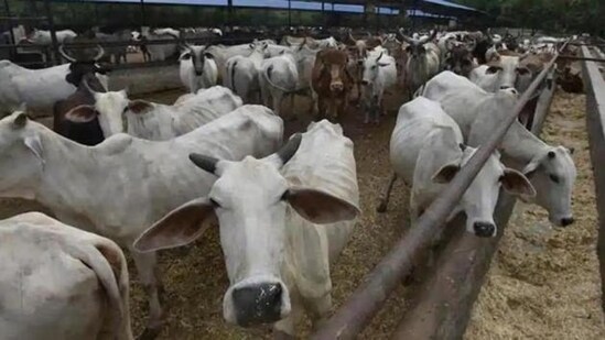 The minister said the central government has been implementing the Rashtriya Gokul Mission since 2014 to support and strengthen initiatives for the promotion, protection, and rearing of cows. (HT photo/ Representational)