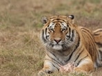 Madhya Pradesh has nine tiger reserves, including Kanha, Bandhavgarh, Satpura, Pench and Panna. Madhya Pradesh has nine tiger reserves, including Kanha, Bandhavgarh, Satpura, Pench and Panna.