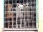 The Supreme Court of India ordered the removal of all stray dogs in Delhi-NCR within 8 weeks citing rabies and dog bite attacks. 