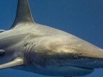 A Great White Shark was spotted in the coastline of beaches in Maine