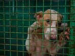 The SC order on stray dogs has left people divided, with one section backing the directive as a “relief” and another criticising it. The SC order on stray dogs has left people divided, with one section backing the directive as a “relief” and another criticising it.