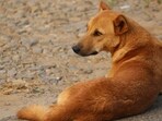 The comments were made while the court was disposing of a batch of petitions related to stray cattle menace which has been pending before the court for four years. The comments were made while the court was disposing of a batch of petitions related to stray cattle menace which has been pending before the court for four years.