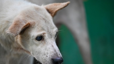 BJP leader Vijay Goel said he started the movement against the menace of stray dog bites after the RWAs approached him for help. (Sunil Ghosh/Hindustan Times)