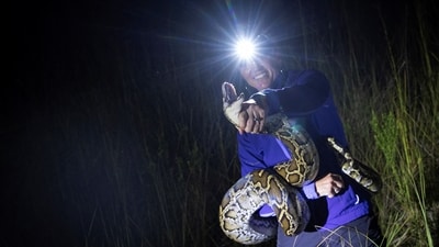 Amy Siewe, a professional hunter of Florida's invasive Burmese python species, catches a python in Ochopee, Florida, U.S. June 6,. (REUTERS) Amy Siewe, a professional hunter of Florida's invasive Burmese python species, catches a python in Ochopee, Florida, U.S. June 6,. (REUTERS)