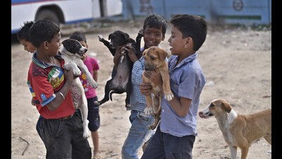 Children playing with street dogs in New Delhi. (Arun Sharma/Hindustan Times)
