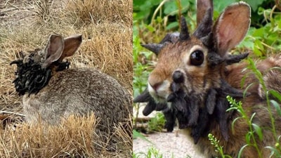 Colorado residents have spotted several rabbits with tentacle-like growth (X) Colorado residents have spotted several rabbits with tentacle-like growth (X)