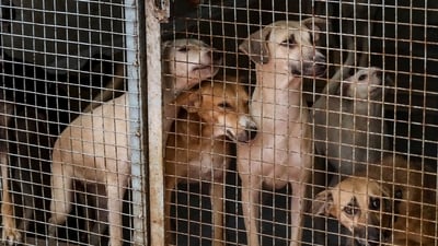 There are two ABC centres in Masoodpur, near Vasant Kunj, within a kilometre of each other. One of them is a clinic and shop run by the Pet Animal Welfare Society (PAWS), a non-governmental, non-profit organisation. (PTI/Representative) There are two ABC centres in Masoodpur, near Vasant Kunj, within a kilometre of each other. One of them is a clinic and shop run by the Pet Animal Welfare Society (PAWS), a non-governmental, non-profit organisation. (PTI/Representative)