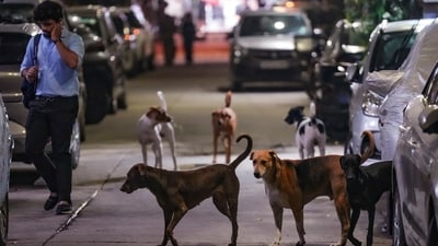 Delhi lacks permanent shelters that can offer lifetime care to strays and has only 20 animal birth control centres for temporary stays, which can together accommodate a maximum of 4,000-5,000 animals. (PTI Photo) Delhi lacks permanent shelters that can offer lifetime care to strays and has only 20 animal birth control centres for temporary stays, which can together accommodate a maximum of 4,000-5,000 animals. (PTI Photo)