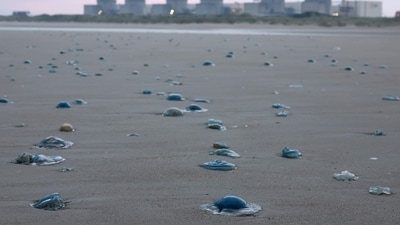Jellyfish lay on the shore near the Gravelines nuclear power plant in Gravelines, northern France after four units at the Gravelines nuclear power plant (Nord) were shut down due to the "massive and unforeseeable presence of jellyfish" in the pumping stations for the water used to cool the reactors. (AFP)