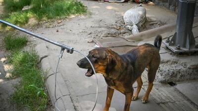 While the facility was to initially house aggressive dogs, now it will turn into a shelter for all dogs, officials said. (Sanchit Khanna/HT Photo) While the facility was to initially house aggressive dogs, now it will turn into a shelter for all dogs, officials said. (Sanchit Khanna/HT Photo)