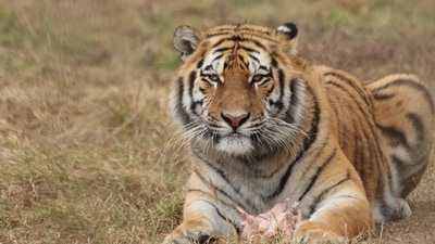 Madhya Pradesh has nine tiger reserves, including Kanha, Bandhavgarh, Satpura, Pench and Panna. (Representative Image) Madhya Pradesh has nine tiger reserves, including Kanha, Bandhavgarh, Satpura, Pench and Panna. (Representative Image)