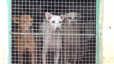 The Supreme Court of India ordered the removal of all stray dogs in Delhi-NCR within 8 weeks citing rabies and dog bite attacks. ( Sonu Mehta/Hindustan Times)