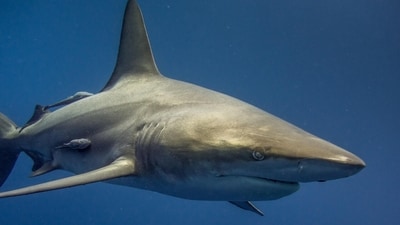 A Great White Shark was spotted in the coastline of beaches in Maine (Representative Image/Pixabay) A Great White Shark was spotted in the coastline of beaches in Maine (Representative Image/Pixabay)