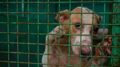 The SC order on stray dogs has left people divided, with one section backing the directive as a “relief” and another criticising it. (Sunil Ghosh/Hindustan Times)