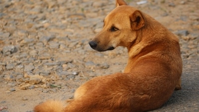 The comments were made while the court was disposing of a batch of petitions related to stray cattle menace which has been pending before the court for four years. (Pixabay/Representative) The comments were made while the court was disposing of a batch of petitions related to stray cattle menace which has been pending before the court for four years. (Pixabay/Representative)