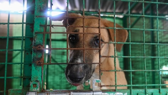 Under no circumstances should the dogs be released back onto the streets, says SC's August 11 order. (PTI)