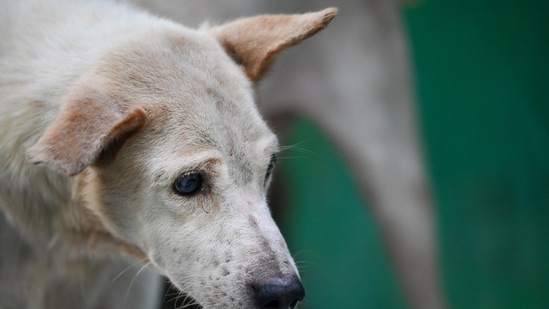 BJP leader Vijay Goel said he started the movement against the menace of stray dog bites after the RWAs approached him for help. (Sunil Ghosh/Hindustan Times)