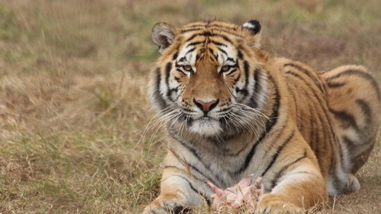Madhya Pradesh has nine tiger reserves, including Kanha, Bandhavgarh, Satpura, Pench and Panna. (Representative Image)
