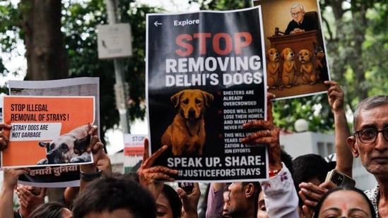 The Supreme Court on Monday ordered that all stray dogs in Delhi-NCR be picked up within eight weeks and relocated to shelters. (PTI)