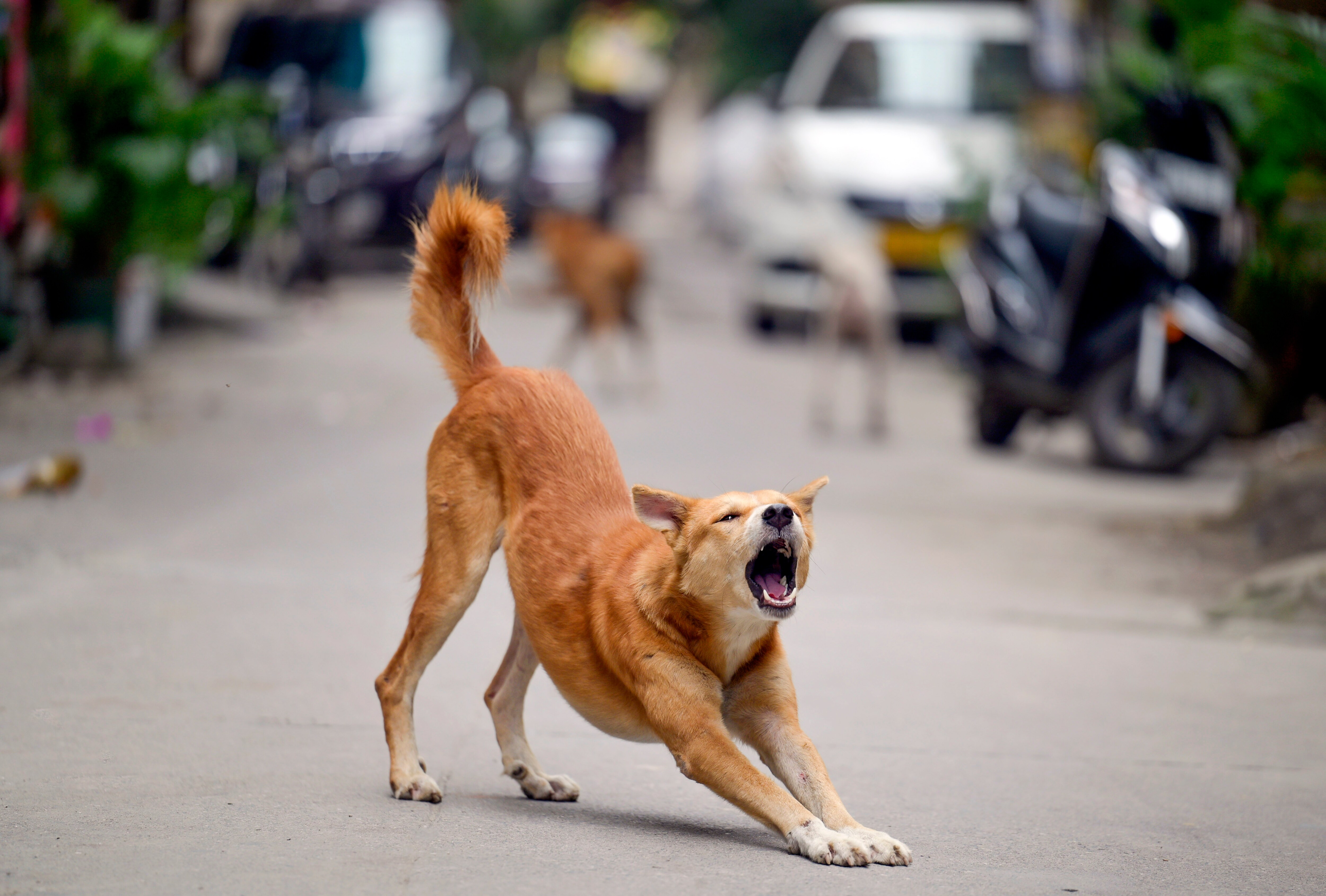 Downward dog (RAJ K RAJ /HT PHOTO)