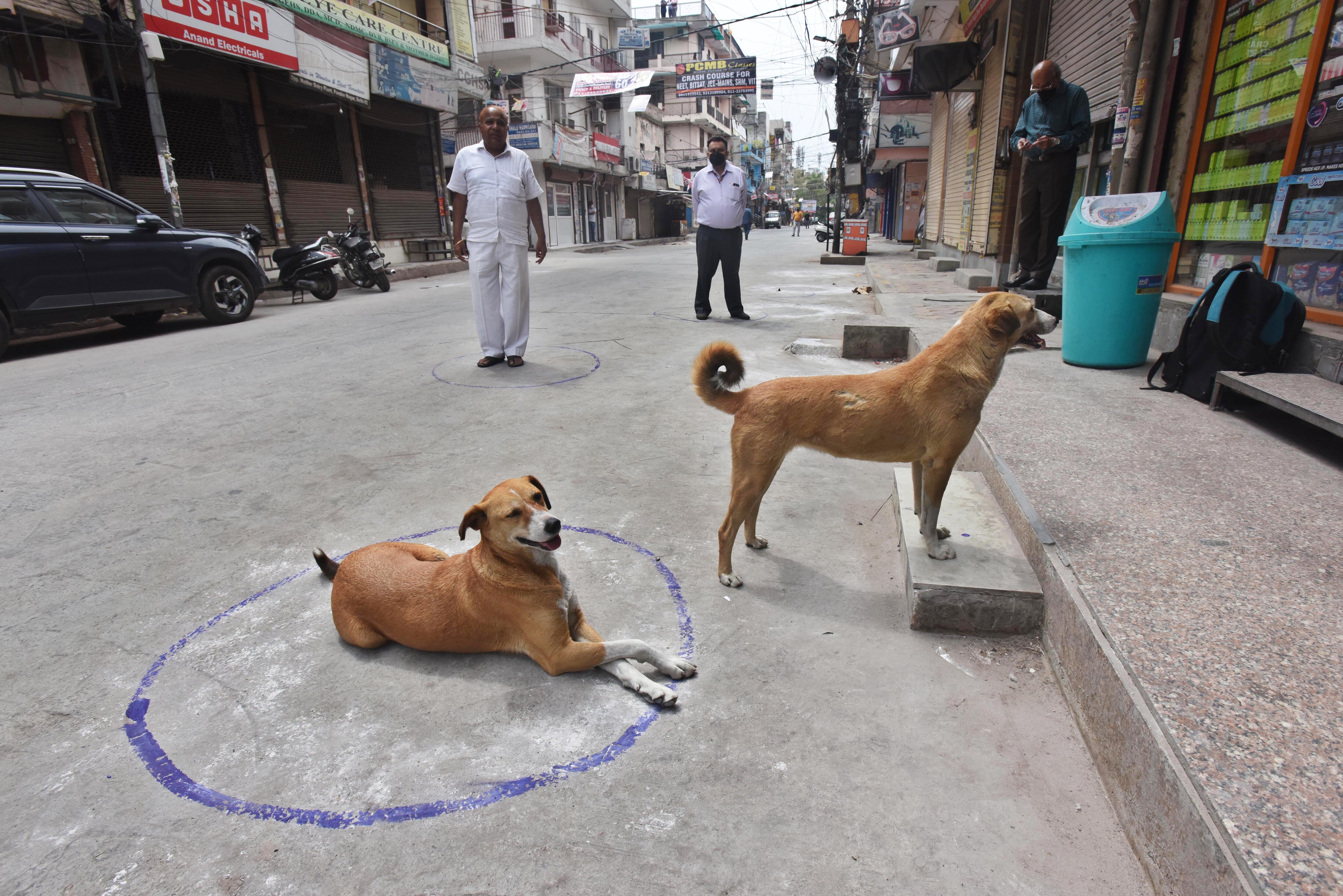 A dog sitting pretty within a circle marked for social distancing during the COVID-19 pandemic (Raj K Raj/HT PHOTO)