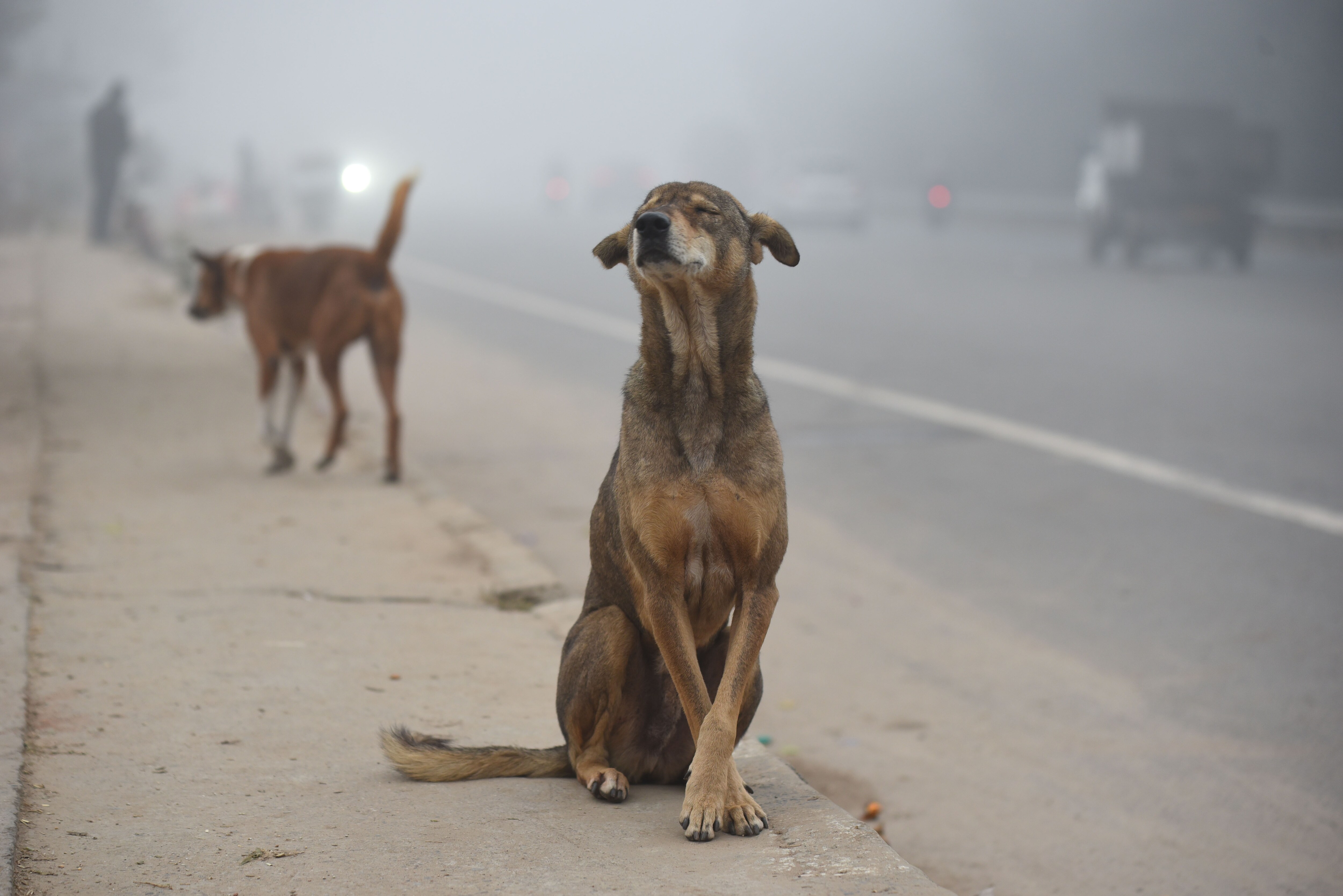 A dog in the fog (Parveen Kumar/Hindustan Times)