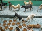 Dogs at the Shivalay Animal Wellness Centre in Noida on Wednesday. (PTI) Dogs at the Shivalay Animal Wellness Centre in Noida on Wednesday. (PTI)