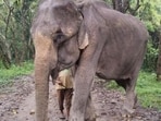 Mohanmala was brought to Kaziranga on May 17, 1970. (HT PHOTO)