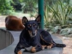 After widespread protests across the country following a top court verdict on relocation of stray dogs in Delhi-NCR, a new three-judge bench of the Supreme Court will hear the suo motu case on Thursday. After widespread protests across the country following a top court verdict on relocation of stray dogs in Delhi-NCR, a new three-judge bench of the Supreme Court will hear the suo motu case on Thursday.