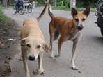 On August 11, justices Pardiwala and Mahadevan had directed civic bodies in Delhi, Noida, Ghaziabad and Gurugram (Faridabad added in the written order) to round up all stray dogs within eight weeks and keep them in dedicated shelters. On August 11, justices Pardiwala and Mahadevan had directed civic bodies in Delhi, Noida, Ghaziabad and Gurugram (Faridabad added in the written order) to round up all stray dogs within eight weeks and keep them in dedicated shelters.