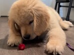 Chomchom’s first strawberry turned into a viral moment dog lovers could not resist.