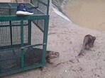 The pair is around 2.5 years old. (HT Photo)