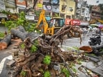The tree is estimated to be at least 50 years old. (Sanchit Khanna/HT)