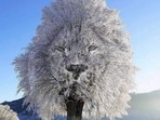 What do you see Lion or a Frozen tree? What do you see Lion or a Frozen tree?