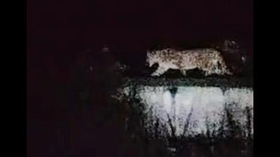 A leopard on the rooftop of a primary school in Kailashpuri (HT Photo) A leopard on the rooftop of a primary school in Kailashpuri (HT Photo)