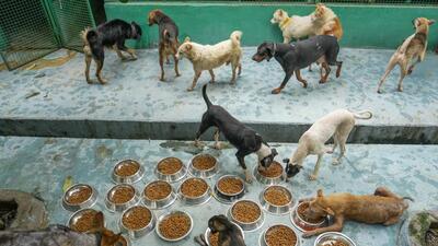 Dogs at the Shivalay Animal Wellness Centre in Noida on Wednesday. (PTI) Dogs at the Shivalay Animal Wellness Centre in Noida on Wednesday. (PTI)