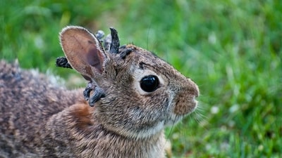 Rabbit papilloma virus can spread to pet rabbits and is more severe in domestic breeds. (X/ @ab7008582)