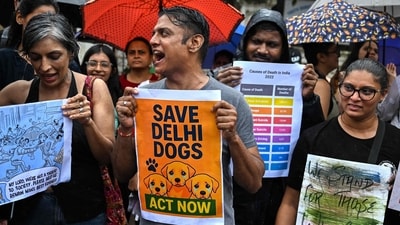 Supreme Court's earlier order on stray dogs' relocation had sparked protests (AFP/Representative) Supreme Court's earlier order on stray dogs' relocation had sparked protests (AFP/Representative)