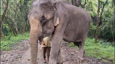 Mohanmala was brought to Kaziranga on May 17, 1970. (HT PHOTO)
