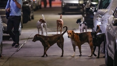 New Delhi: Stray dogs at a street at Shalimar Bagh area, in New Delhi, Monday, Aug. 11, 2025. (PTI Photo/Shahbaz Khan) (PTI08_11_2025_000447A) (PTI) New Delhi: Stray dogs at a street at Shalimar Bagh area, in New Delhi, Monday, Aug. 11, 2025. (PTI Photo/Shahbaz Khan) (PTI08_11_2025_000447A) (PTI)