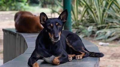 After widespread protests across the country following a top court verdict on relocation of stray dogs in Delhi-NCR, a new three-judge bench of the Supreme Court will hear the suo motu case on Thursday. (PTI) After widespread protests across the country following a top court verdict on relocation of stray dogs in Delhi-NCR, a new three-judge bench of the Supreme Court will hear the suo motu case on Thursday. (PTI)